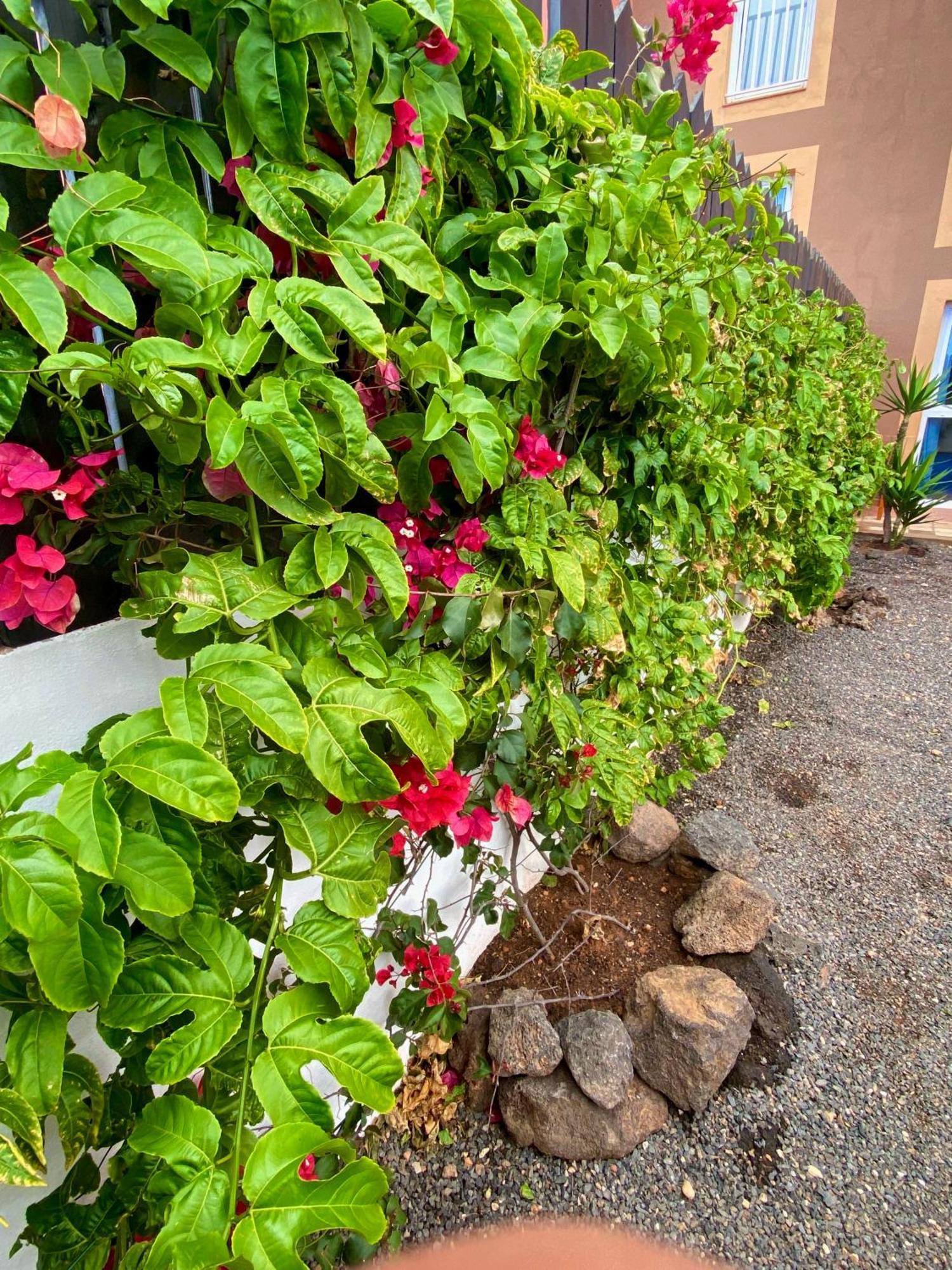 Апартаменты Blue Wave House Corralejo Ла-Олива Экстерьер фото
